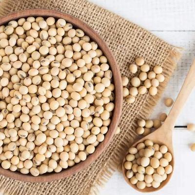 Soybean Exporters, Wholesaler & Manufacturer | Globaltradeplaza.com