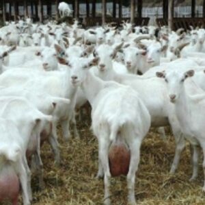 resources of Alive Saanen Goats exporters