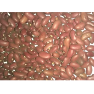 resources of Red Kidney Beans exporters