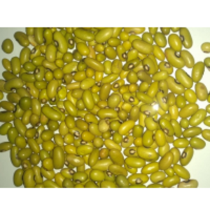 resources of Green / Yellow Kidney Beans exporters