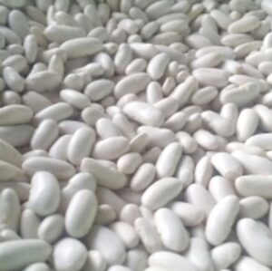 resources of Kidney Beans exporters