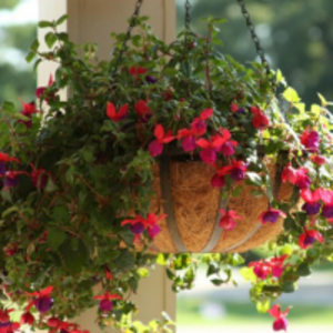 resources of Coco Liner exporters