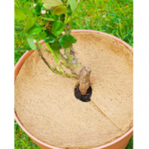 resources of Coco Disc exporters