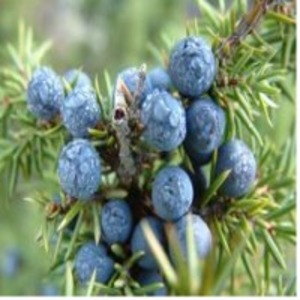 resources of Juniper Berry Essential Water exporters