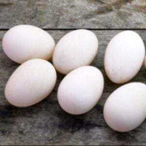 resources of Fresh Farm Duck Eggs For Sale exporters
