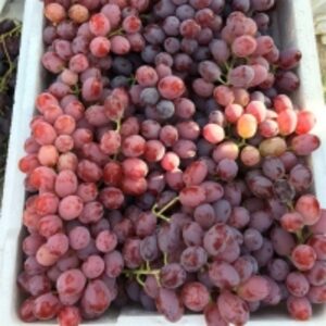 resources of Crimson Seedless Grape exporters