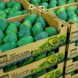 resources of Avocado Fuerte exporters