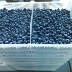 resources of Fresh Blueberries exporters