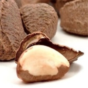 resources of Brazil Nut exporters