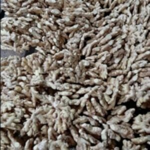 resources of Fresh Ginger exporters