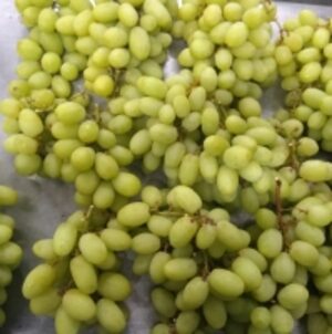 resources of Thompson Seedless Grapes exporters