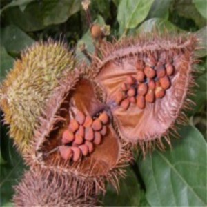 resources of Achiote Herbs exporters