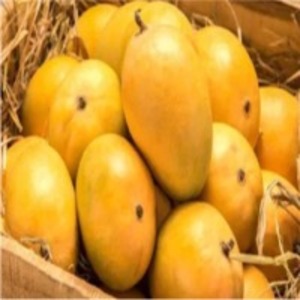 resources of Fresh Mango exporters