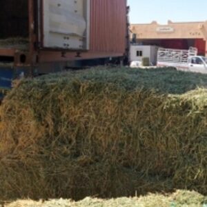 resources of Alfalfa Hay exporters