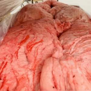 resources of Sheep Tail Fat / Lamb Tail Fat exporters