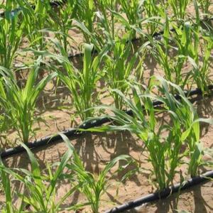 resources of Irrigation Tape Size 22Mm exporters