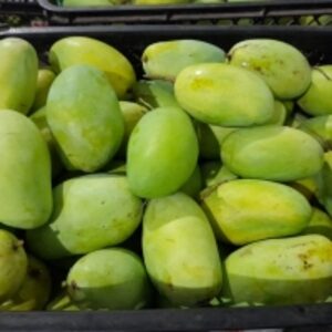resources of Fresh Mango Harum Manis exporters