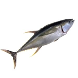resources of Yellowfin Tuna Fillet exporters