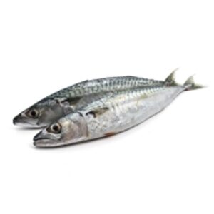 resources of Good Quality Frozen Live Mackerel exporters