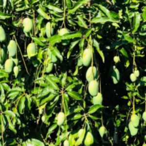 resources of Mango exporters