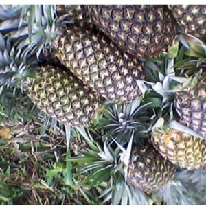 resources of Pineapple exporters