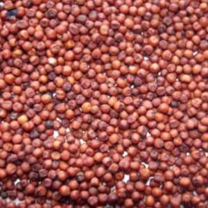 resources of Red Millet exporters