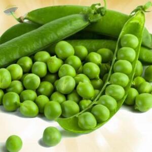 resources of Green Peas - For Human Consumption exporters