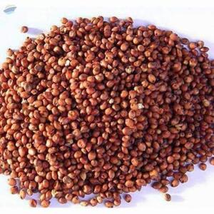resources of Red Sorghum exporters