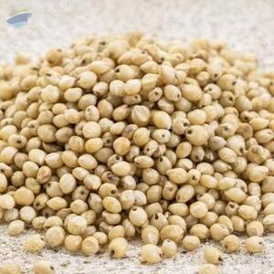 resources of White Sorghum exporters