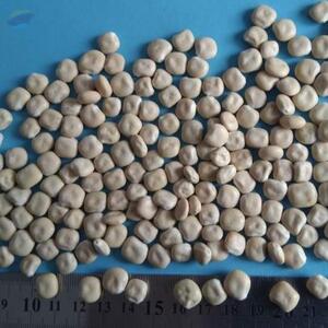 resources of Sortex Sweet Lupine exporters