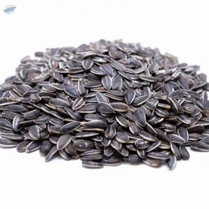 resources of Striped Sunflower Seeds, Pioneer Type exporters