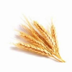 resources of Wheat exporters