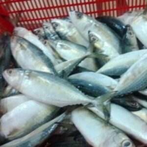 resources of Frozen Indian Mackerel exporters