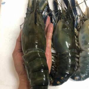 resources of Lagoon,sea, Wild Catch Fresh Scampi exporters