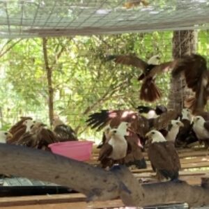 resources of Brahminy Kites exporters