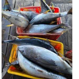 resources of Tuna Fish exporters