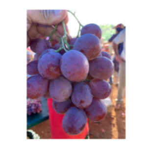 resources of Table Grapes exporters