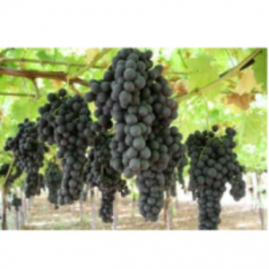 resources of Pallieri exporters