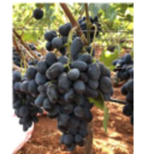 resources of Black Pearl exporters