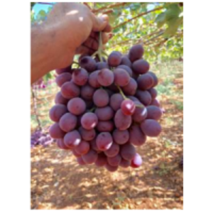 resources of Red Globe exporters