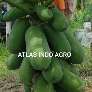 resources of Fresh Papaya exporters