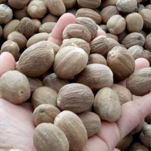 resources of Nutmeg exporters