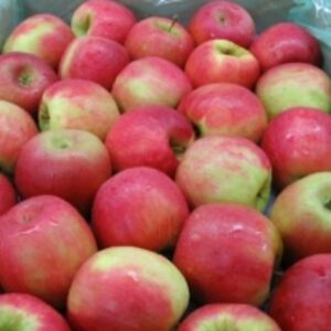 resources of Cripps Pink Apples exporters