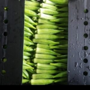 resources of Okra Clemson exporters