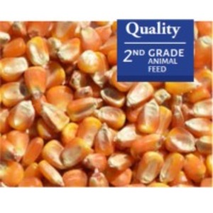 resources of Yellow Corn exporters