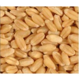 resources of Wheat exporters