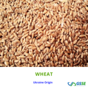 resources of Milling Wheat exporters