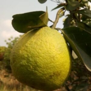 resources of Organic And Natural Orange exporters