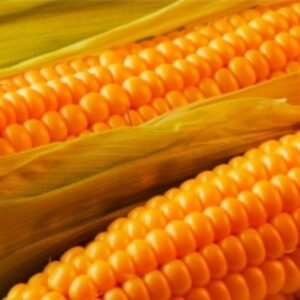 resources of Yellow Corn Gmo exporters