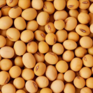 resources of Soybean exporters
